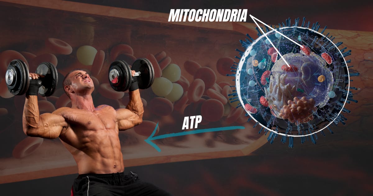 ATP Mitochondria