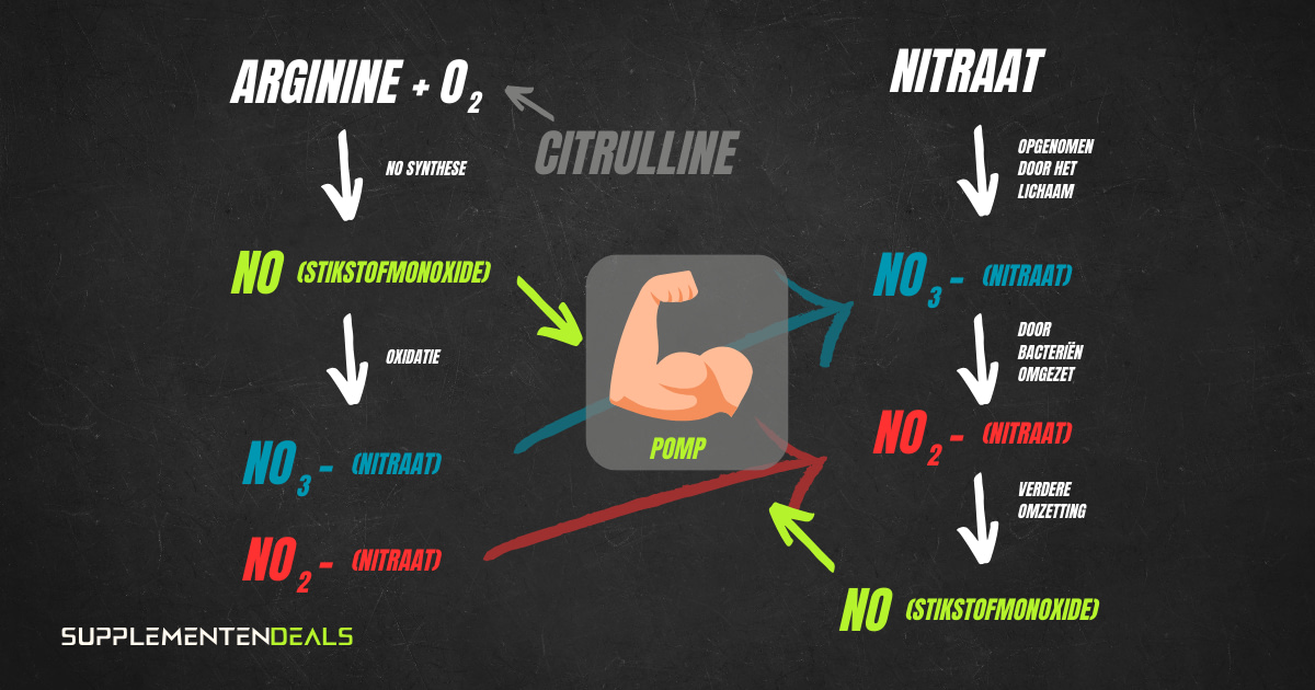 Visualisatie Arginine en Nitraat omzetting naar NO