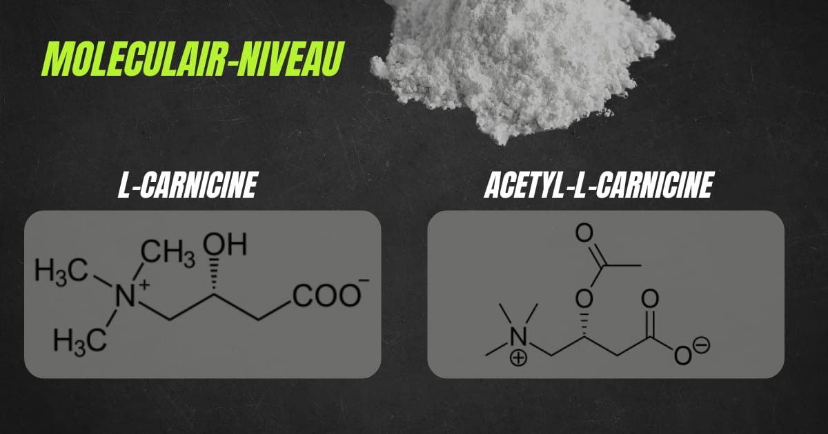 Verschil Acetyl Carnitine en Carnitine